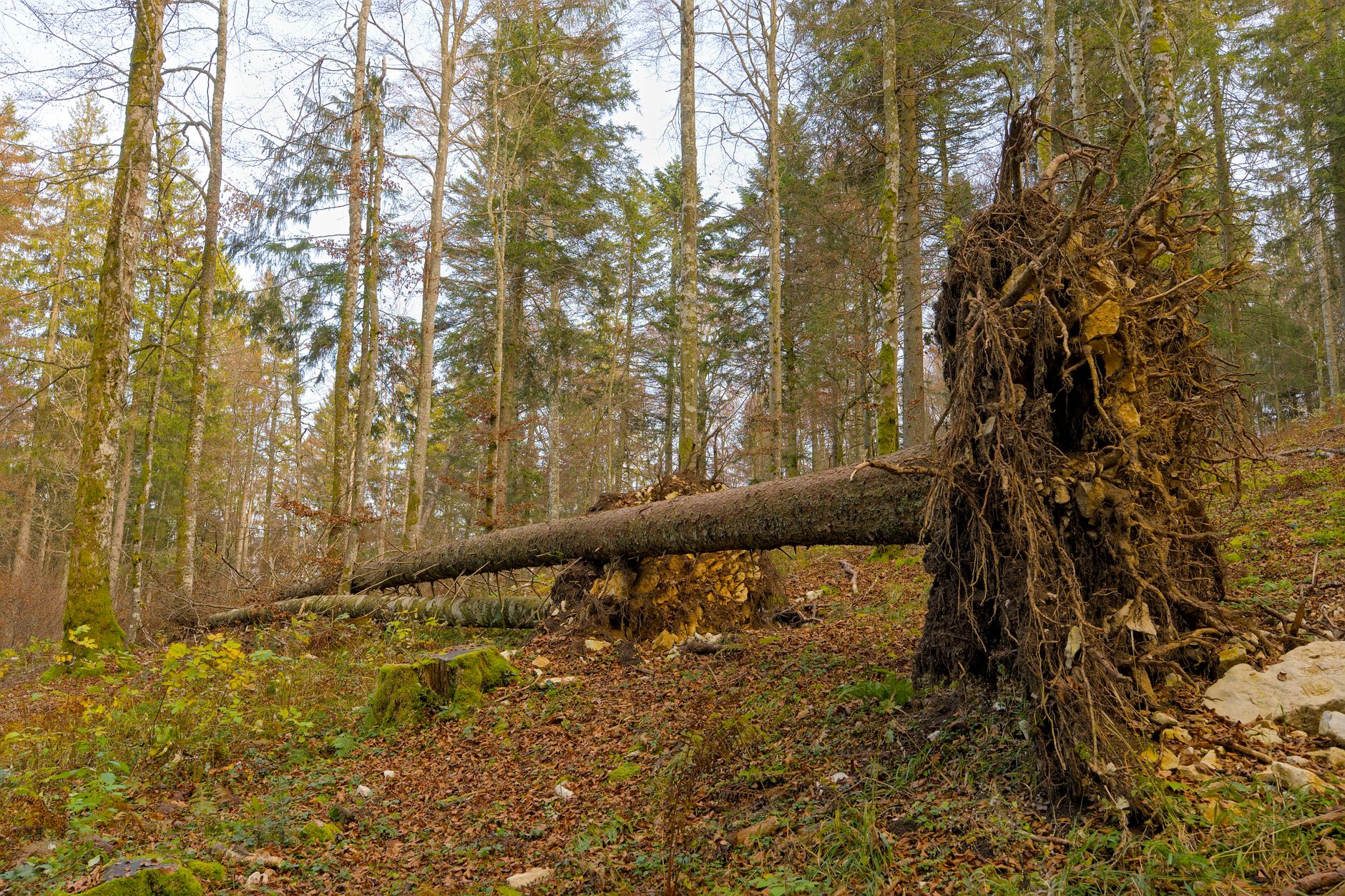 Enlèvement arbre urgence équipe à Villejuif